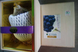 【特別高級ぶどう1房（600～700g）】農薬不使用、有機JAS認証の山口県産（ピオーネ）贈答品用