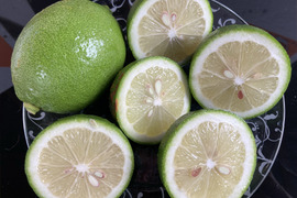 期間限定！国産レモン(B品7kg)