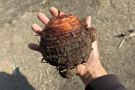 ホクホク旨い！味が濃い！赤芽里芋2kg