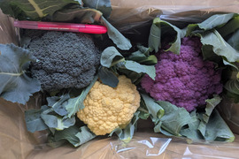 🟣🟡🟢３色セット🟢🟡🟣