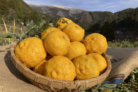 【高知県産】ゆず　1㎏　【木熟れ完熟】＃栽培期間中農薬・化学肥料不使用