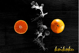 【自慢の濃厚冬みかん】コイコク（恋い告）　5ｋｇ（箱込み）【冬ギフト】【熨斗対応可】