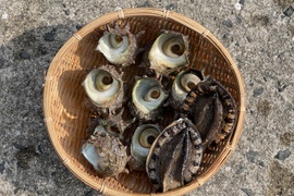 【松島産】サザエアワビ贅沢セット(小)