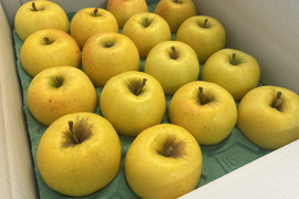 【予約販売】希少  もりのかがやき 約5kg(14～20個)