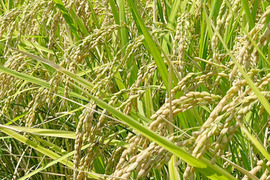 【R5年度】ミルキークイーン・玄米（10kg）【栽培期間中　農薬・化学肥料不使用】