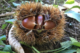 【法人向け10kg】ほっくほく！ほっぺのおちる栗(熊本県産) ※サイズランダム ※9月10日より順次発送予定