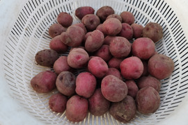 🥔農薬・化学肥料不使用「アンデスレッド」1kg（お試しサイズ）　SSサイズ🥔