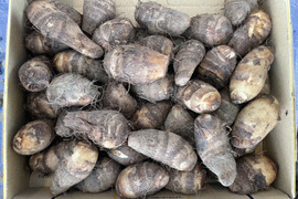 ほくほく海老芋／孫【静岡県磐田市産】1.2kgお試しセット