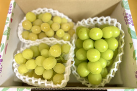 【今年も登場！】ゴールデンの虜❤️ノーマルシャインとの食べ比べ