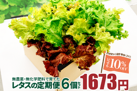 新鮮！採れたて！農薬・化学肥料不使用！レタスの定期便 6個セット