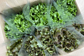 ムシャムシャ食べよう！島のミックスレタスセット🥬農薬・化学肥料不使用　Mix lettuce 8