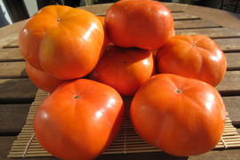 シャキシャキ食感！豊橋特産次郎柿 (秀品１２個)