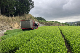 ご予約開始❗️2025新茶【世界農業遺産、茶草場農法】深蒸し茶　100g 1袋