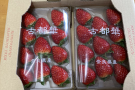 濃厚な品のある甘み　古都華　270g×2パック いちご　奈良県　ことか　橋本農園