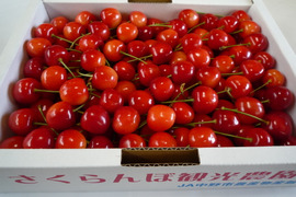 近日中に発送します！紅秀峰  2L～M込み 1kg箱 ハウスさくらんぼ