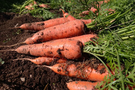 【農薬化学肥料不使用】土付き人参　2.5kg