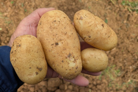 新じゃがいも沖永良部島産　3キロ