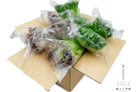 朝採れサニーレタス＆フリルレタス（簡易包装 8～12株）1㎏