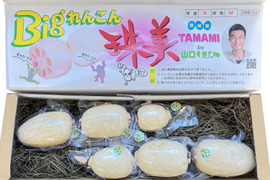 こだわりれんこん贈答用真空パック2kg化粧箱入り☆彡