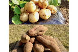 【期間限定】種子島産 新じゃが(S・M・L)＆熟成安納芋B品(M〜Lサイズ)｜合計 2kg 旬の味わいセット🍠🥔