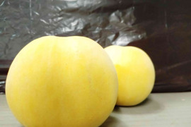黄色い甘い桃　光月　2kg　ご家庭用　山形県産　8〜14玉入