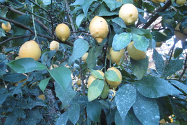 防腐剤・ワックス不使用　「リスボンレモン」2㎏　静岡県から産地直送