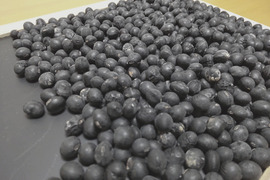 【自然栽培】B品 丹波黒大豆★農薬肥料不使用の兵庫県産黒豆 [令和４年産]