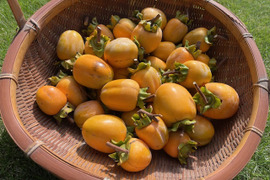 【値下げ致します！】農薬・肥料不使用、自然栽培の渋柿。自然な甘さの西条柿。干し柿に。完熟でそのまま食べても美味。大小不揃い。３キロ以上(箱に入る限りお入れします。枝付き・干し柿専用紐付き)