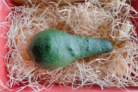 【愛知県産】希少な国産アボカド