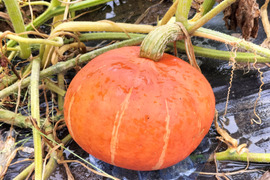 べにくり(約1.5kg 1～2玉）★赤色鮮やかな栗風味かぼちゃ！【冬ギフト】