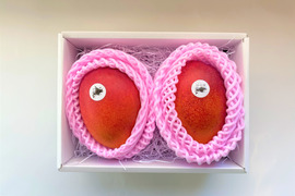 【冬ギフト】北海道真冬のマンゴー「十勝マンゴー」Lサイズ2玉セット（箱入れ）