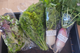 ✨農薬・化成肥料不使用のサラダセット（ミニ大根2本+ミックスレタス200g+わさびリーフ200g）✨