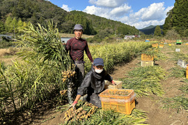 さきめぐ様専用🔲新生姜1㎏洗い！シロップ赤色1本、黄色1本同梱でっす！