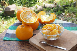 【ご注文受付中】八朔(はっさく)【家庭用(訳あり)】[2.5kg]　312-2h