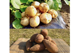 【期間限定】種子島産 新じゃが(S・M・L)＆熟成安納芋(Sサイズ)｜合計 20kg 旬の味わいセット🍠🥔
