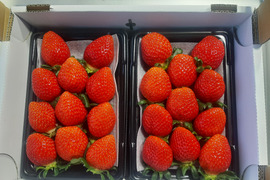 旬のいちご べにたま 250g4580×2パック