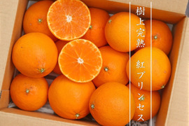 【樹上完熟】完熟プリンセスお試し１ｋｇ 農薬不使用 自然栽培 愛媛県産