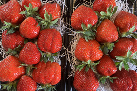 農薬化学肥料不使用🍓北海道限定品種‼️【朝どれ】けんたろう苺　500g🍓