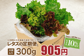 新鮮採れたて！化学肥料/化学農薬不使用だから安心して食べられる！レタスの定期便 　大袋ミックスレタスの定期便 300g