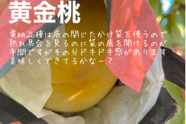 【家庭用】【黄金桃】今シーズン最後にトロピカルな桃を！　小箱 ３～６玉