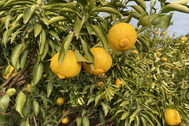 食べ比べ【家庭用セット】今津ポンカン＆はるか（１０kg）甘みと酸味のポンカンと！とっても甘いはるかのセット！どちらもとってもいい香り！