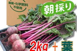 『高糖度ビーツ（葉付き）2kg』 南房総市産 発送当日に収穫!