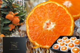 【夏ギフト】【お中元】とろける甘さ！濃厚ハウスみかん！薄皮で果汁たっぷり！キンキンに冷やしてやみつき！ネットで話題の「蜜ツ星（みつぼし）」　黒の化粧箱(小)　Ｓサイズ　秀品　１０玉入　【商品番号01】