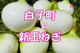 やみつき!【白子たまねぎ】小玉と中玉混ざり　4.5kg