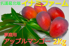 ★2026年予約開始★≪家庭用≫名護市最北端 イナミファームの家庭で楽しむ アップルマンゴー  ２ｋg