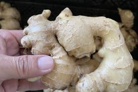 予約販売有機栽培　しょうが　5kg 大分県産！料理との相性抜群！