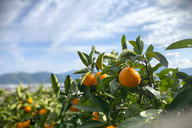 【数量限定・小玉みかん解禁】有田みかん小 3キロ箱 和歌山県 有田 みかん 2S中心サイズ　秀・家庭用ミックス