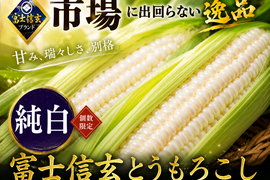 【さとふる人気急上昇1位達成】今までひた隠しにしてきた純白の富士信玄とうもろこし特大4本約1.5kg☆期間限定販売☆旬の甘い朝採れトウモロコシ🌽7月中旬予約🌽