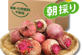『高糖度ビーツ 3kg』 千葉県南房総市産 ★発送当日に収穫!