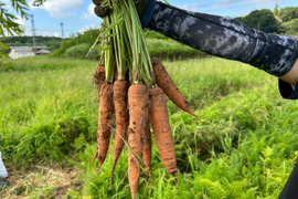 自然の甘みがぎゅっと詰まった！農薬不使用にんじん 5kg（農薬・化学肥料・除草剤・防虫剤不使用／家庭用サイズ）